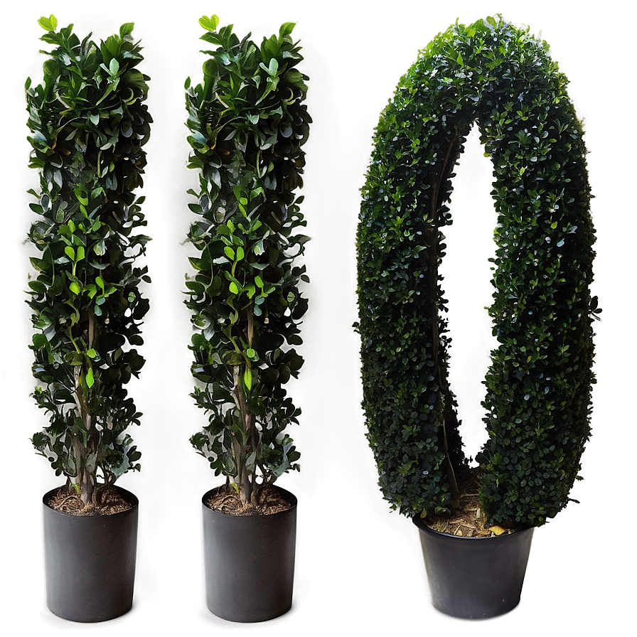 Artificial Boxwood Png Bys96 PNG Image