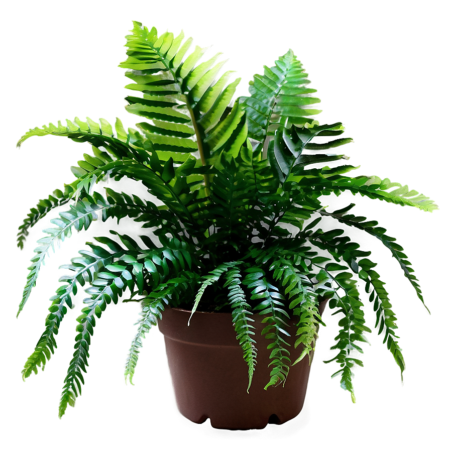 Artificial Fern Plant Png 98 PNG Image