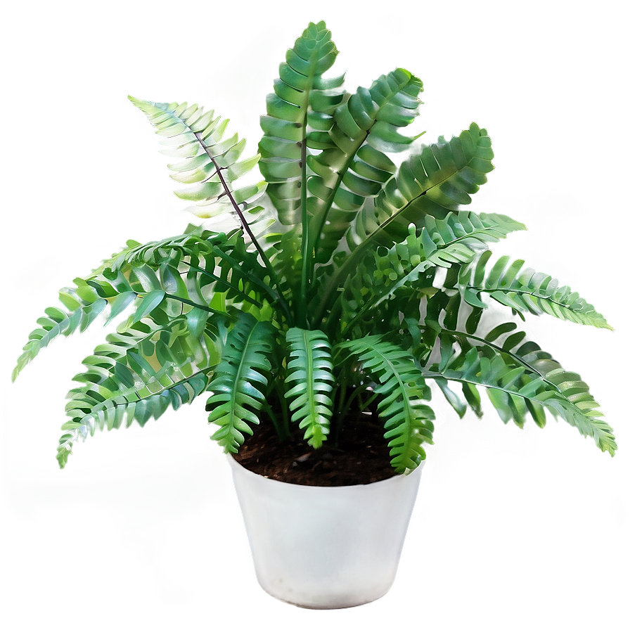 Artificial Fern Plant Png Jjw66 PNG Image