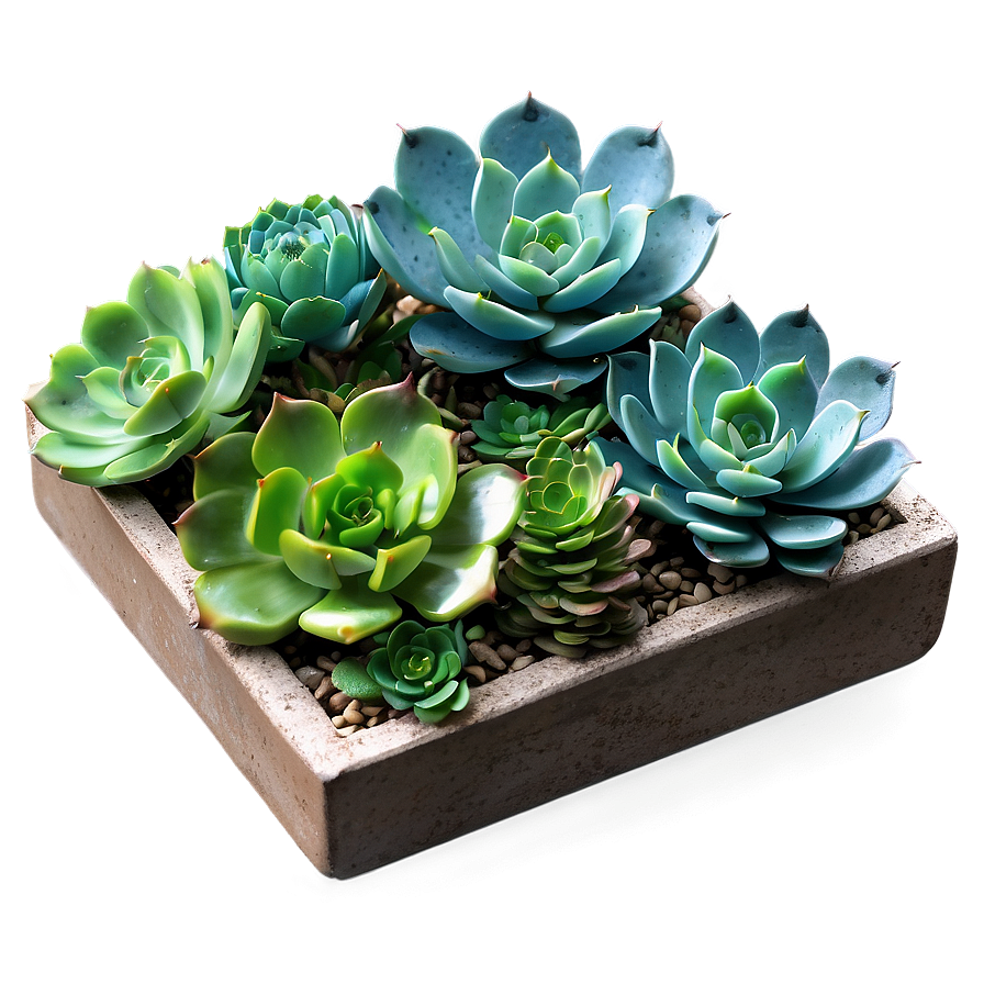 Artificial Succulents Design Png 06212024 PNG Image