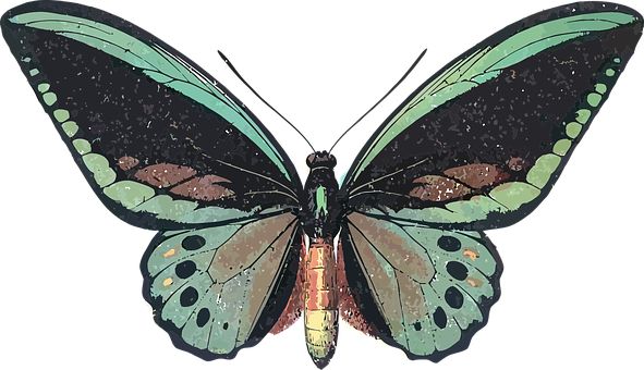 Artistic Butterfly Illustration PNG Image