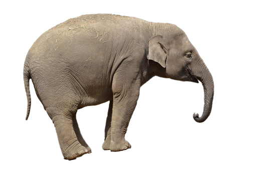 Asian Elephant Profile Black Background PNG Image