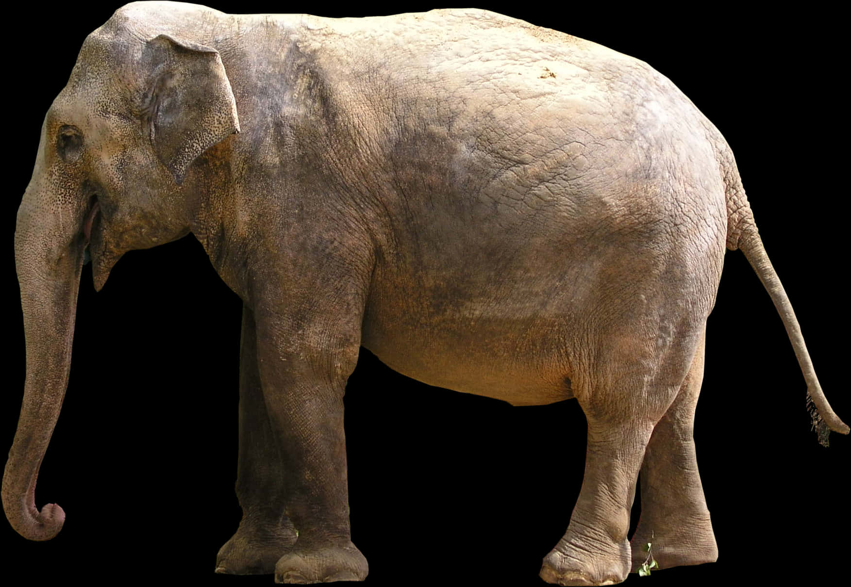 Asian Elephant Side View PNG Image