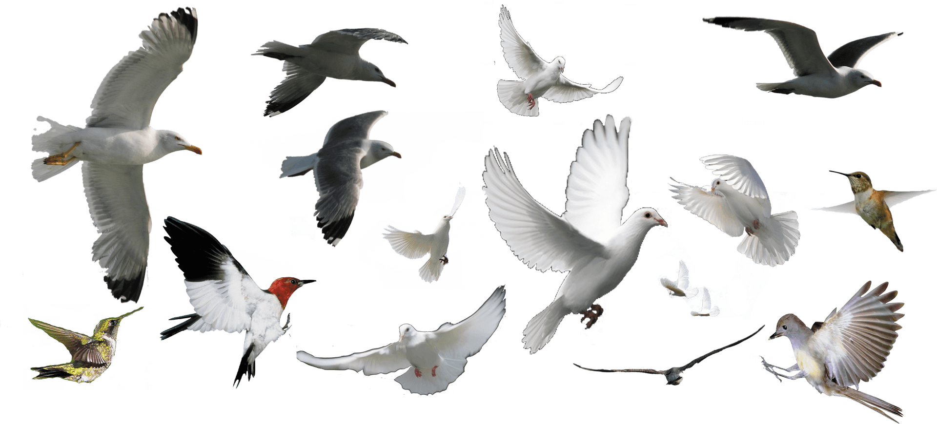 Assorted Birds In Flight PNG Image