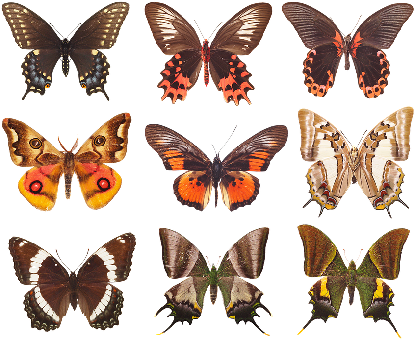 Assorted Butterfly Species PNG Image