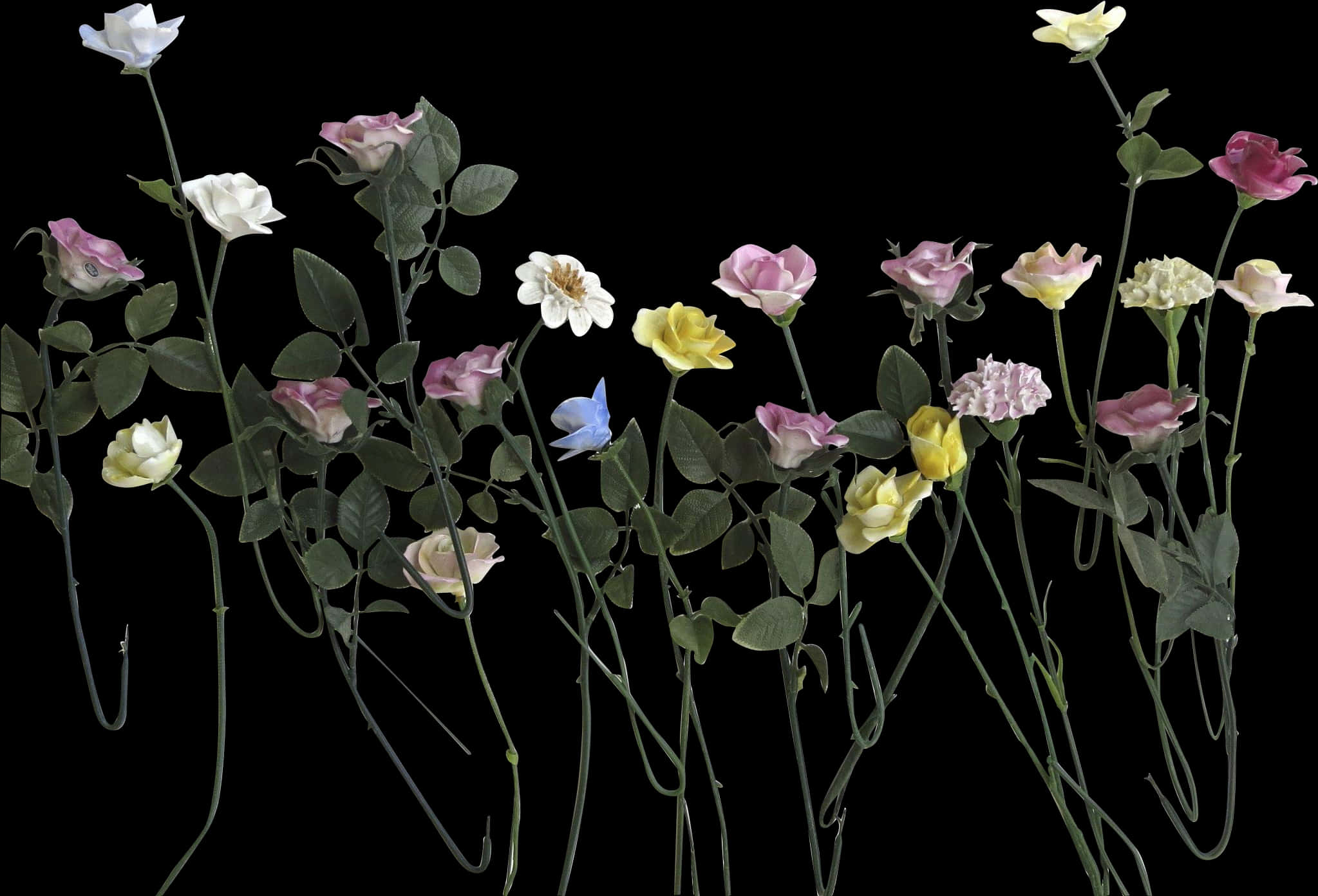 Assorted Color Roses Against Black Background PNG Image