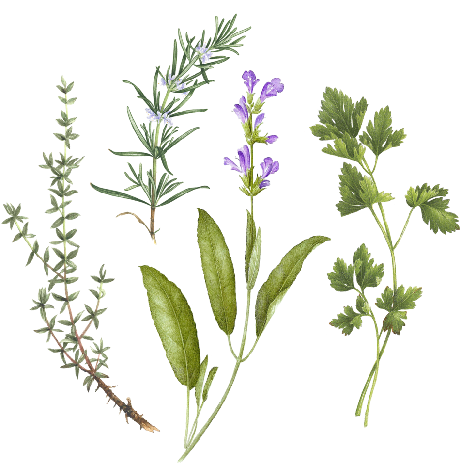 Assorted Culinary Herbs Illustration PNG Image