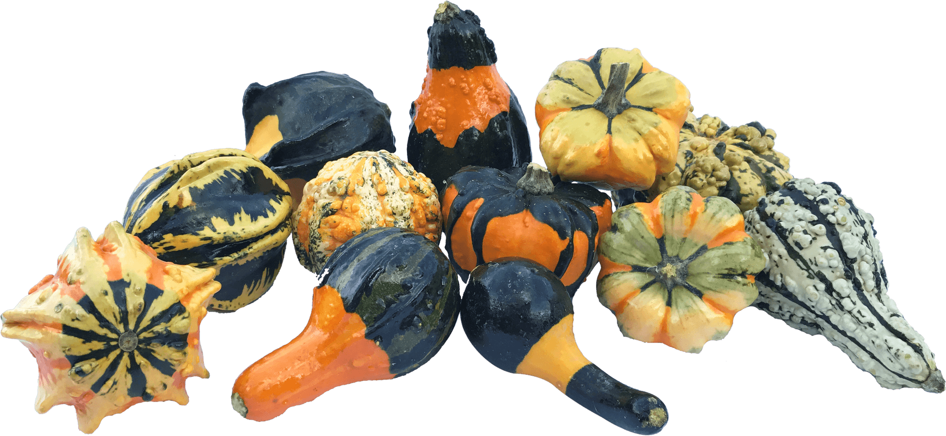 Assorted Decorative Gourds PNG Image