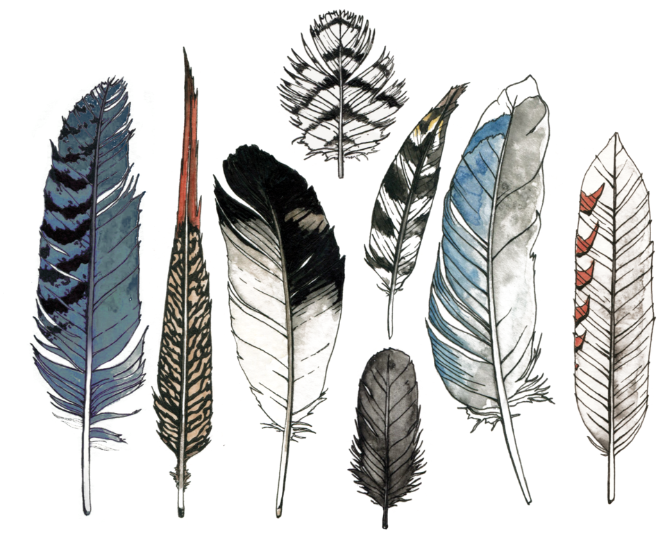 Assorted_ Feather_ Collection_ Illustration PNG Image