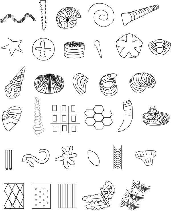 Assorted Fossil Illustrations PNG Image