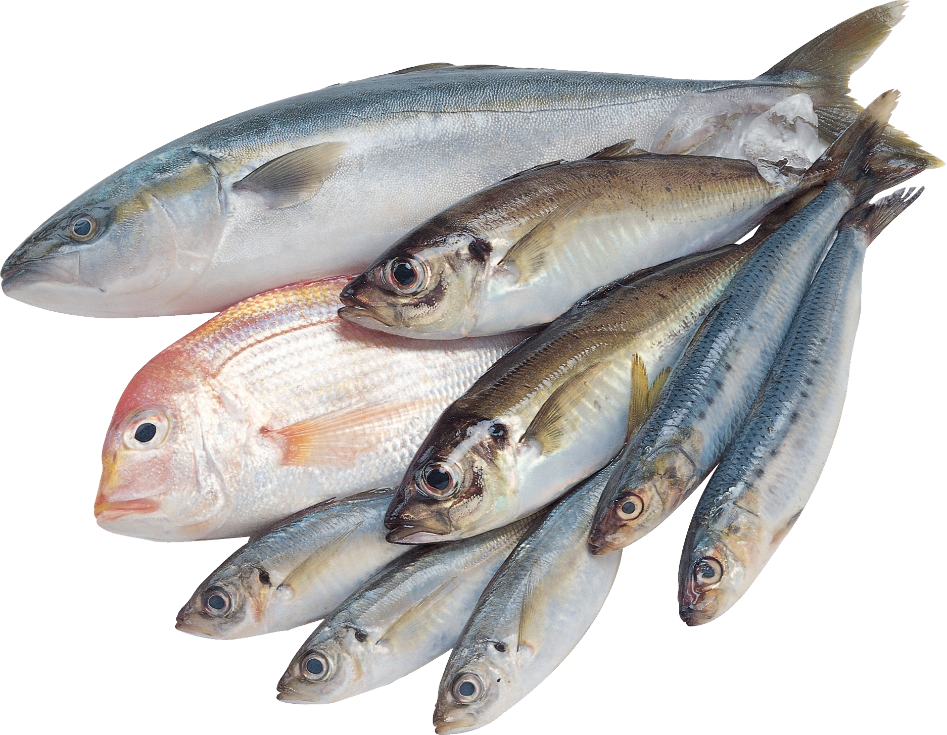 Assorted Fresh Fish Variety PNG Image