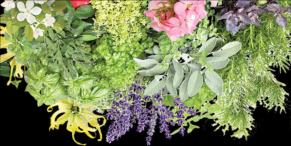 Assorted Garden Bushesand Flowers PNG Image