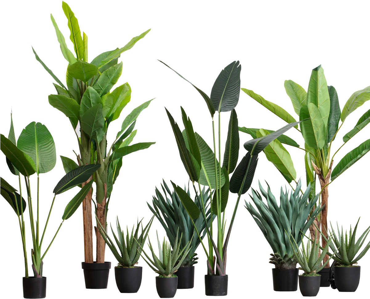 Assorted Indoor Plants Collection PNG Image