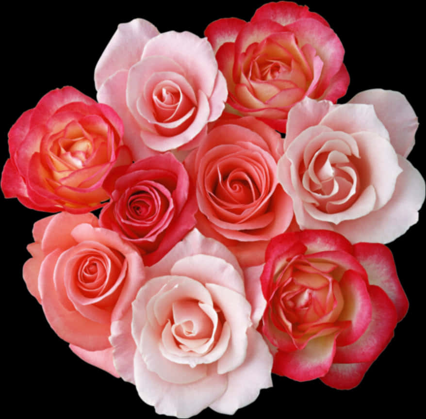 Assorted Pink Roses Black Background PNG Image