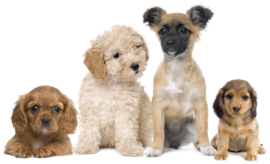 Assorted Puppy Breeds Group PNG Image