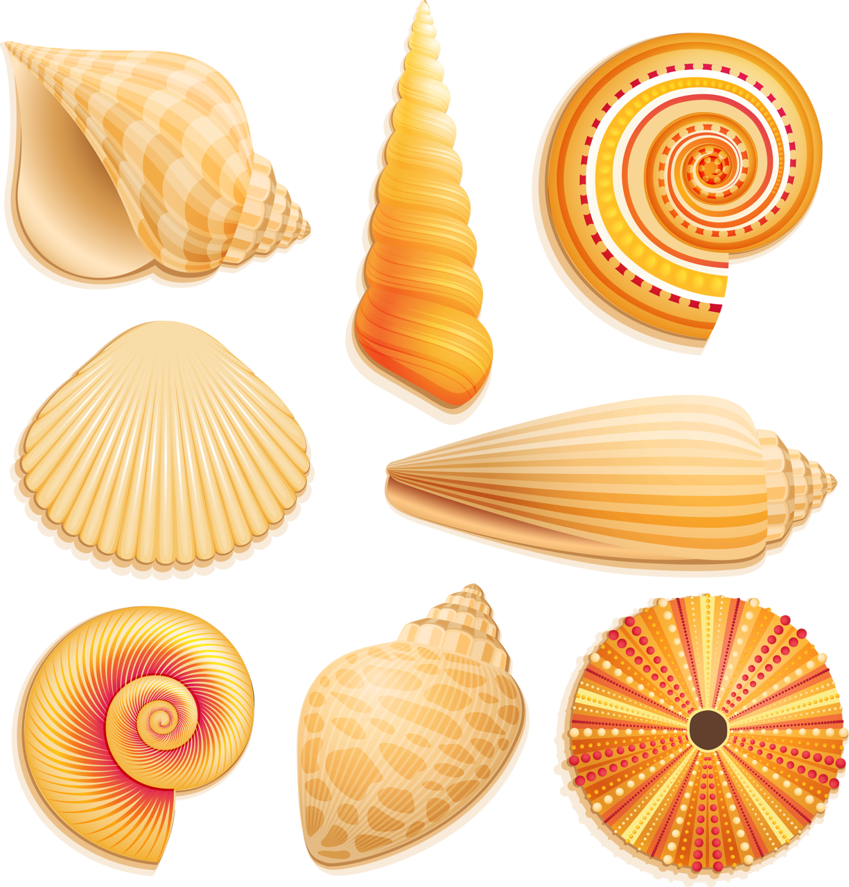 Assorted Seashell Illustrations PNG Image