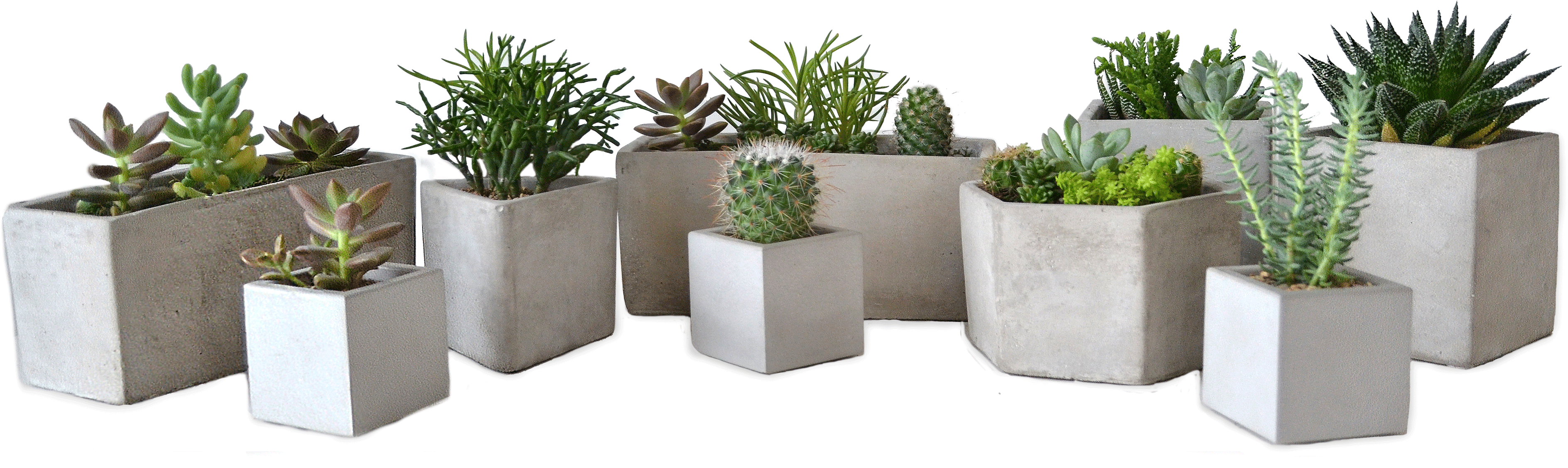 Assorted Succulentsin Concrete Planters PNG Image