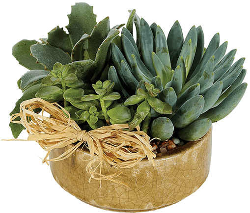 Assorted Succulentsin Cracked Gold Pot PNG Image