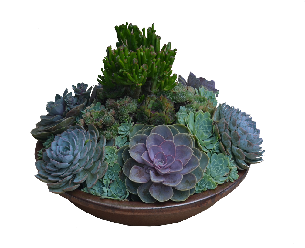 Assorted Succulentsin Planter PNG Image