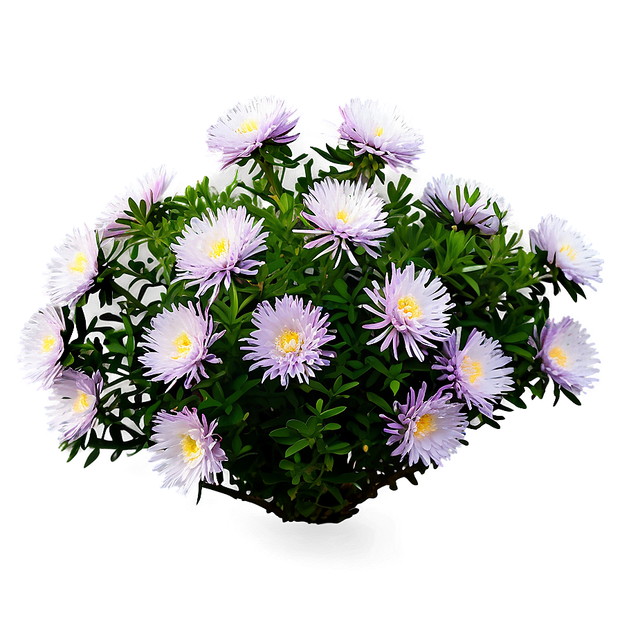 Aster Flower Bush Png 06122024 PNG Image