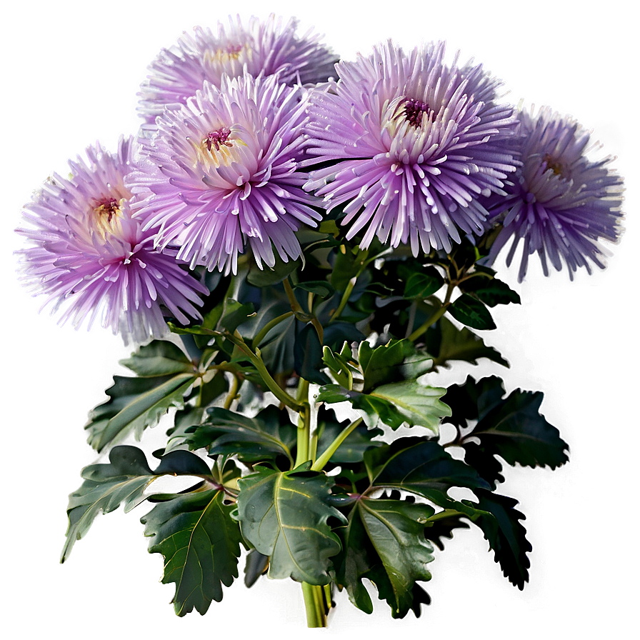 Aster Flower Bush Png 73 PNG Image