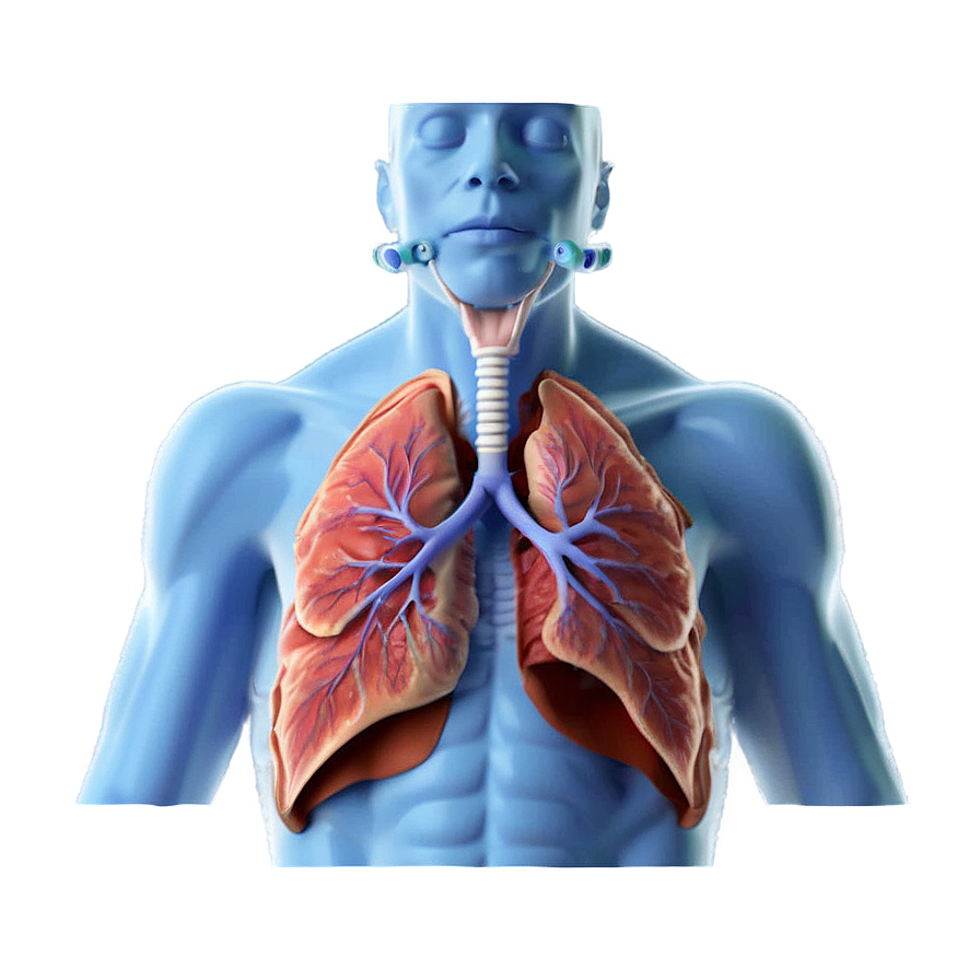 Asthma And Respiratory System Png Jma80 PNG Image