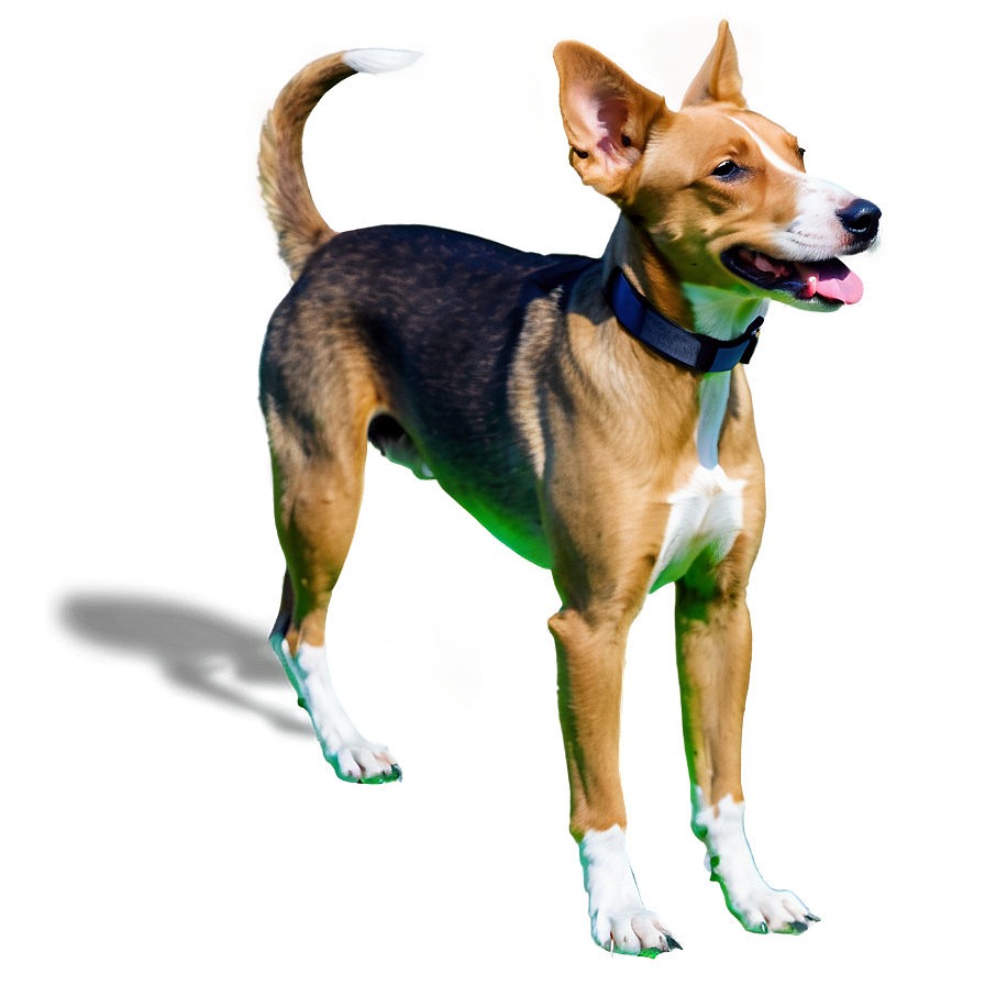 Athletic Dogs Png Kel42 PNG Image