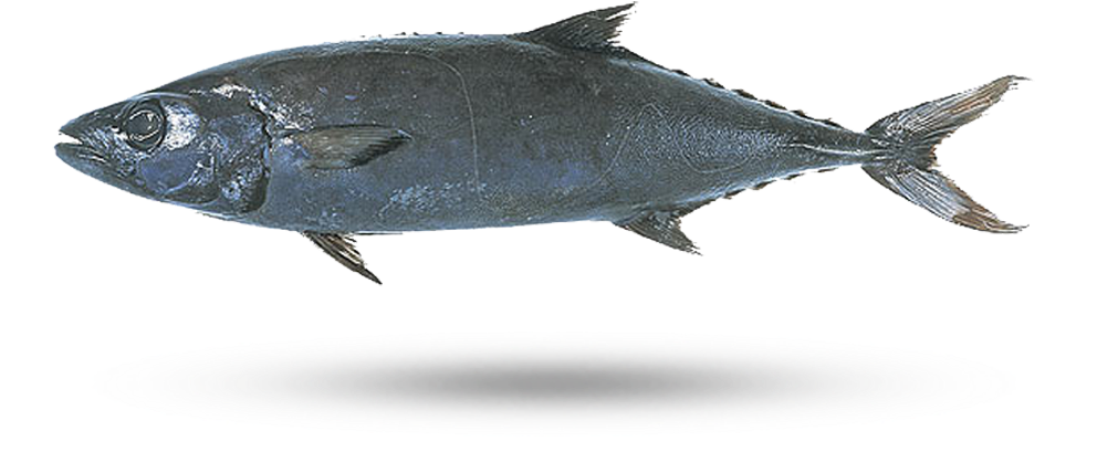 Atlantic Bluefin Tuna Illustration PNG Image