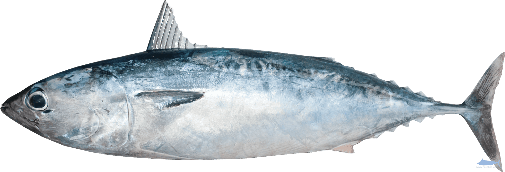 Atlantic Bluefin Tuna Side View PNG Image