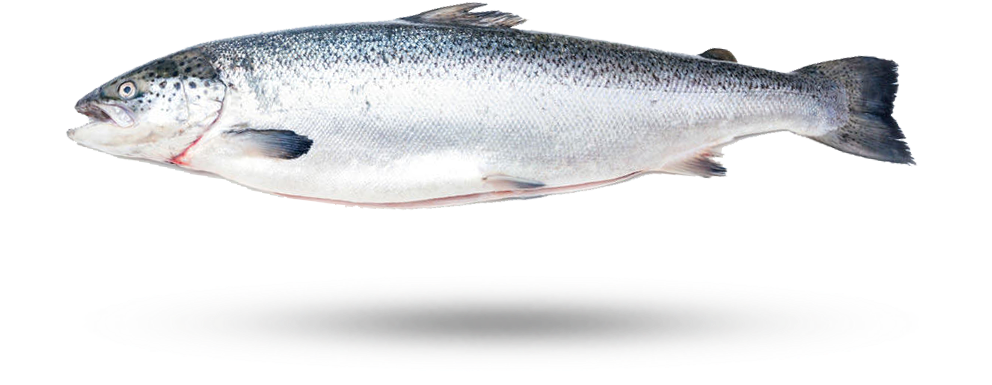 Atlantic Salmon Isolatedon White PNG Image