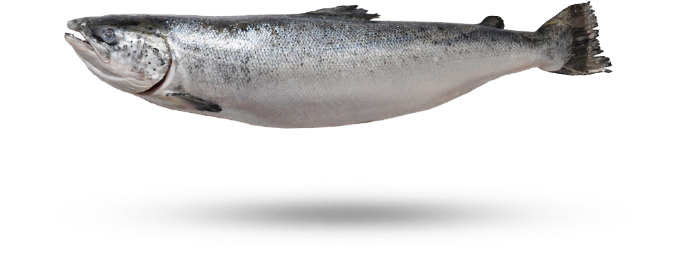 Atlantic Salmon Side View PNG Image