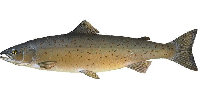 Atlantic Salmon Side View PNG Image