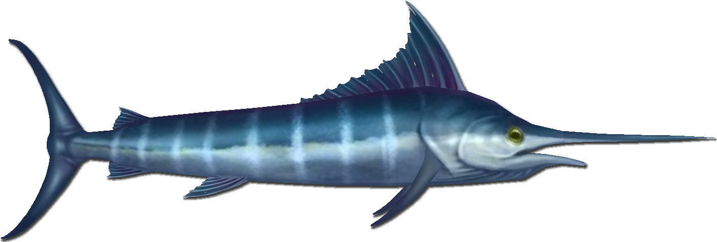 Atlantic Swordfish Side View PNG Image