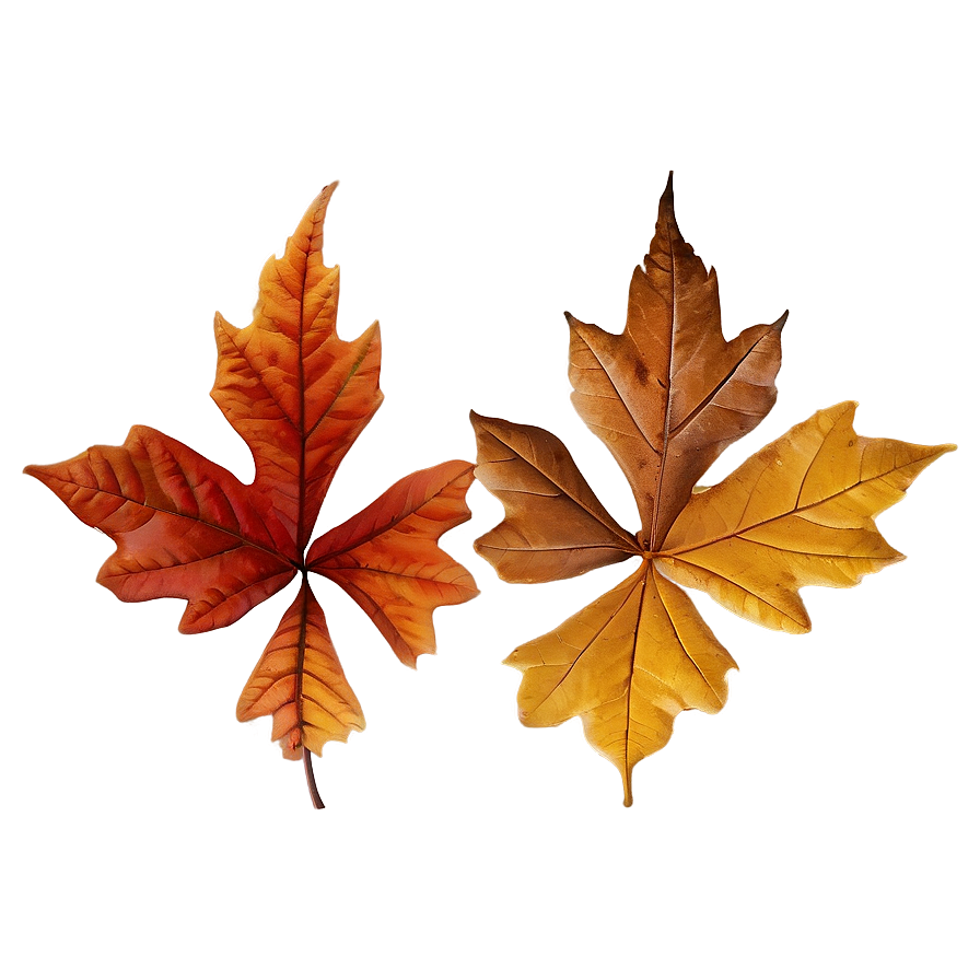 Auburn Autumn Leaves Png Rhr PNG Image