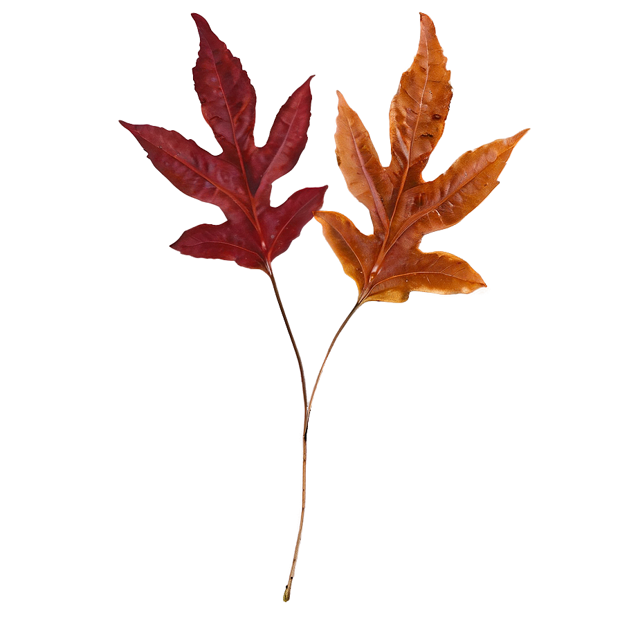 Auburn Autumn Leaves Png Sxt PNG Image