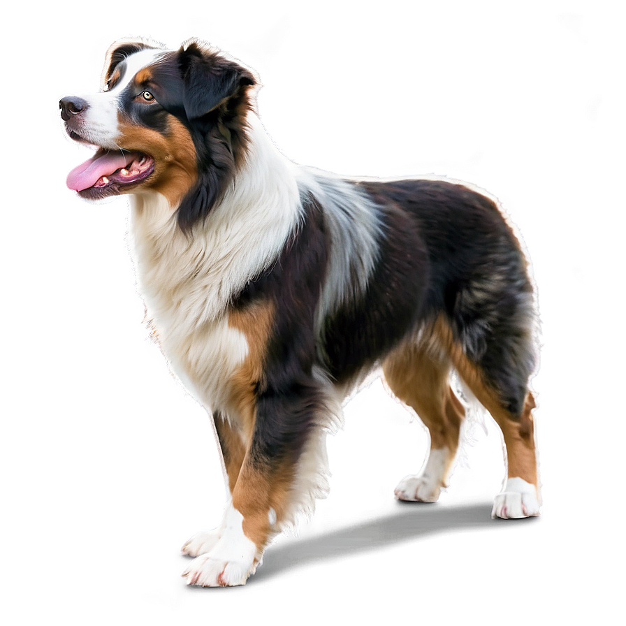 Australian Shepherd Dog Png Irw34 PNG Image