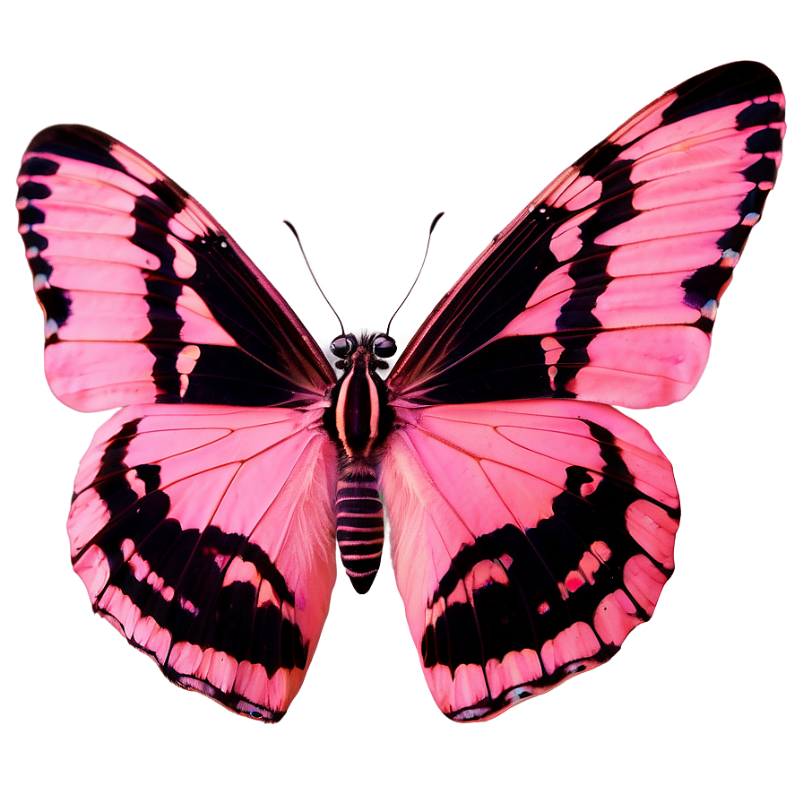 Authentic Pink Butterfly Image Png 06212024 PNG Image