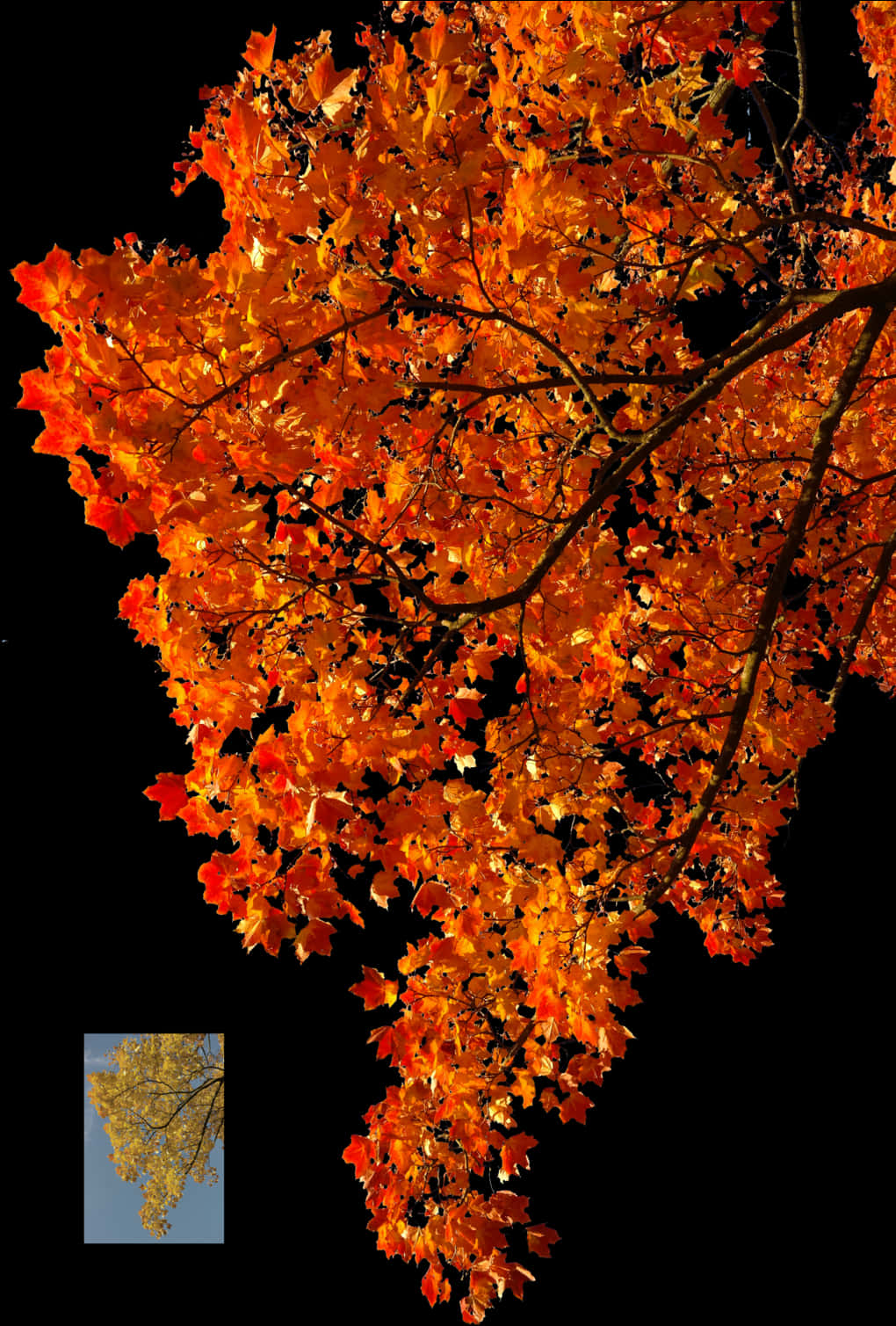 Autumn Blaze Maple Leaves PNG Image