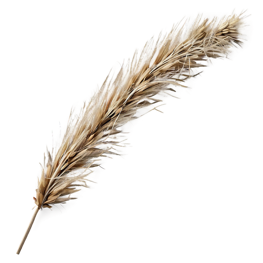 Autumn Brown Grass Png 04292024 PNG Image