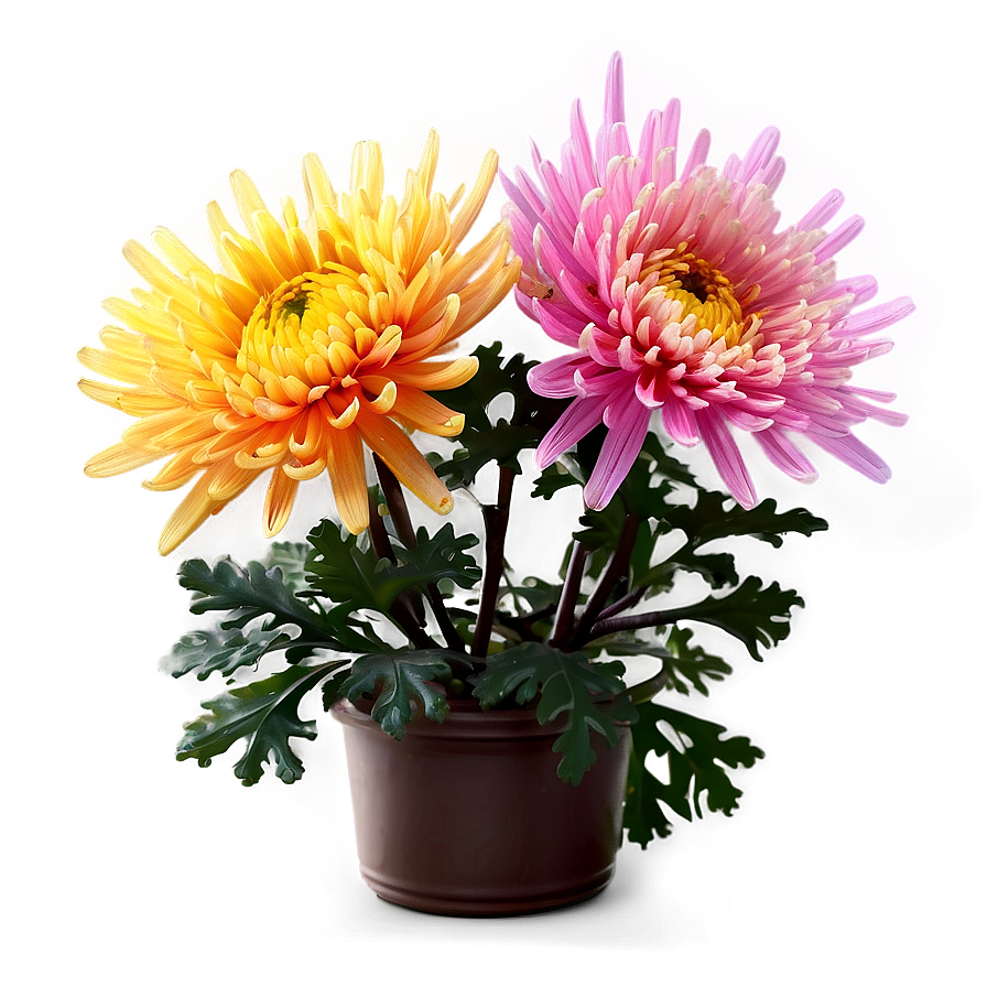 Autumn Chrysanthemum Display Png 06112024 PNG Image