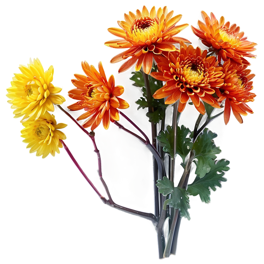 Autumn Chrysanthemum Display Png 95 PNG Image