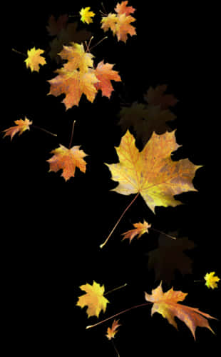 Autumn_ Leaves_ Against_ Black_ Background.jpg PNG Image