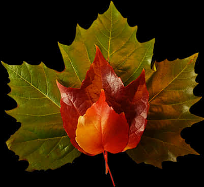 Autumn_ Leaves_ Arrangement PNG Image