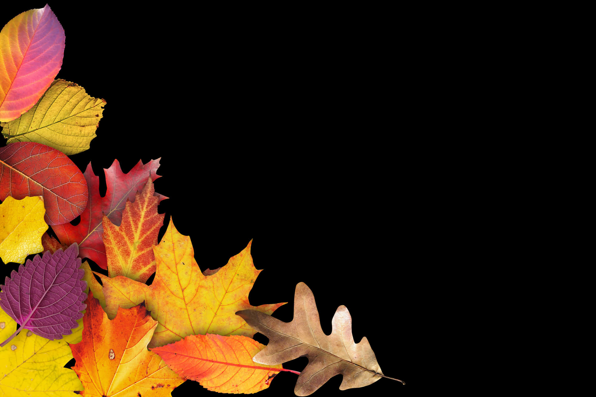 Autumn Leaves Black Background.jpg PNG Image