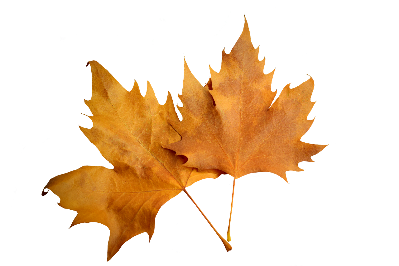 Autumn Leaves Black Background PNG Image