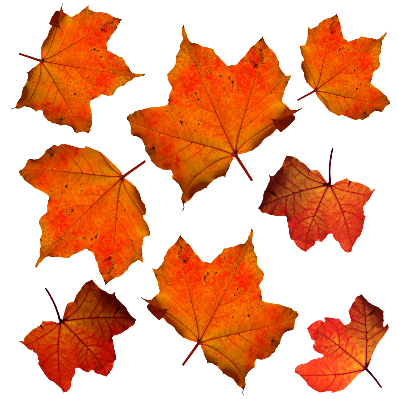 Autumn Leaves Black Background PNG Image