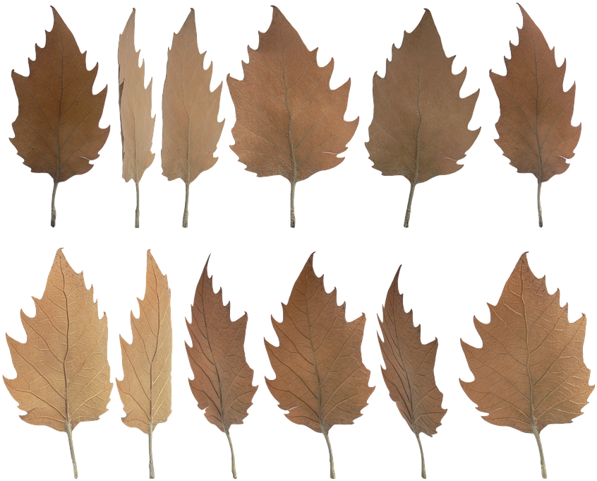 Autumn Leaves Collection Transparent Background PNG Image