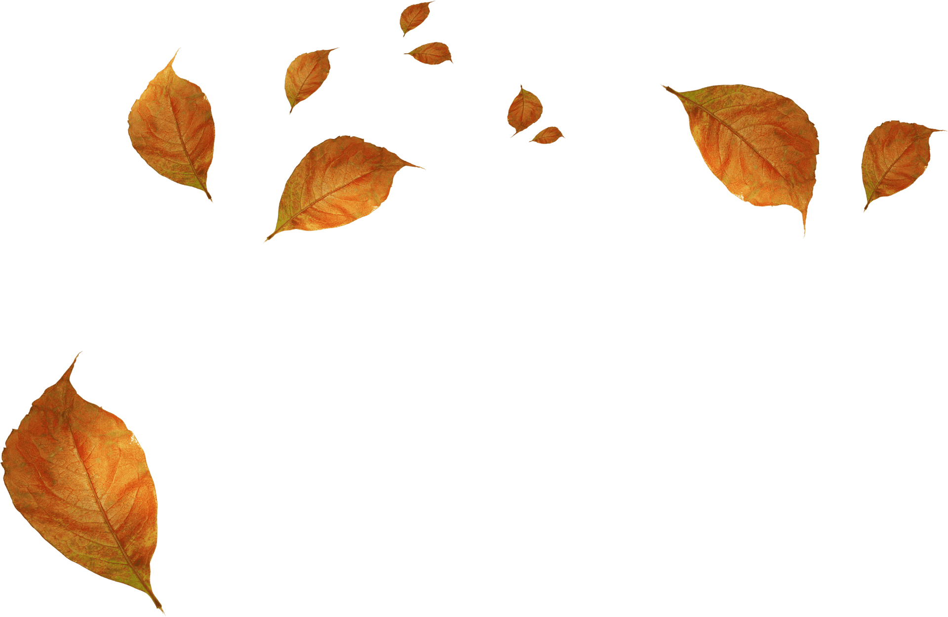 Autumn Leaves Falling Background PNG Image