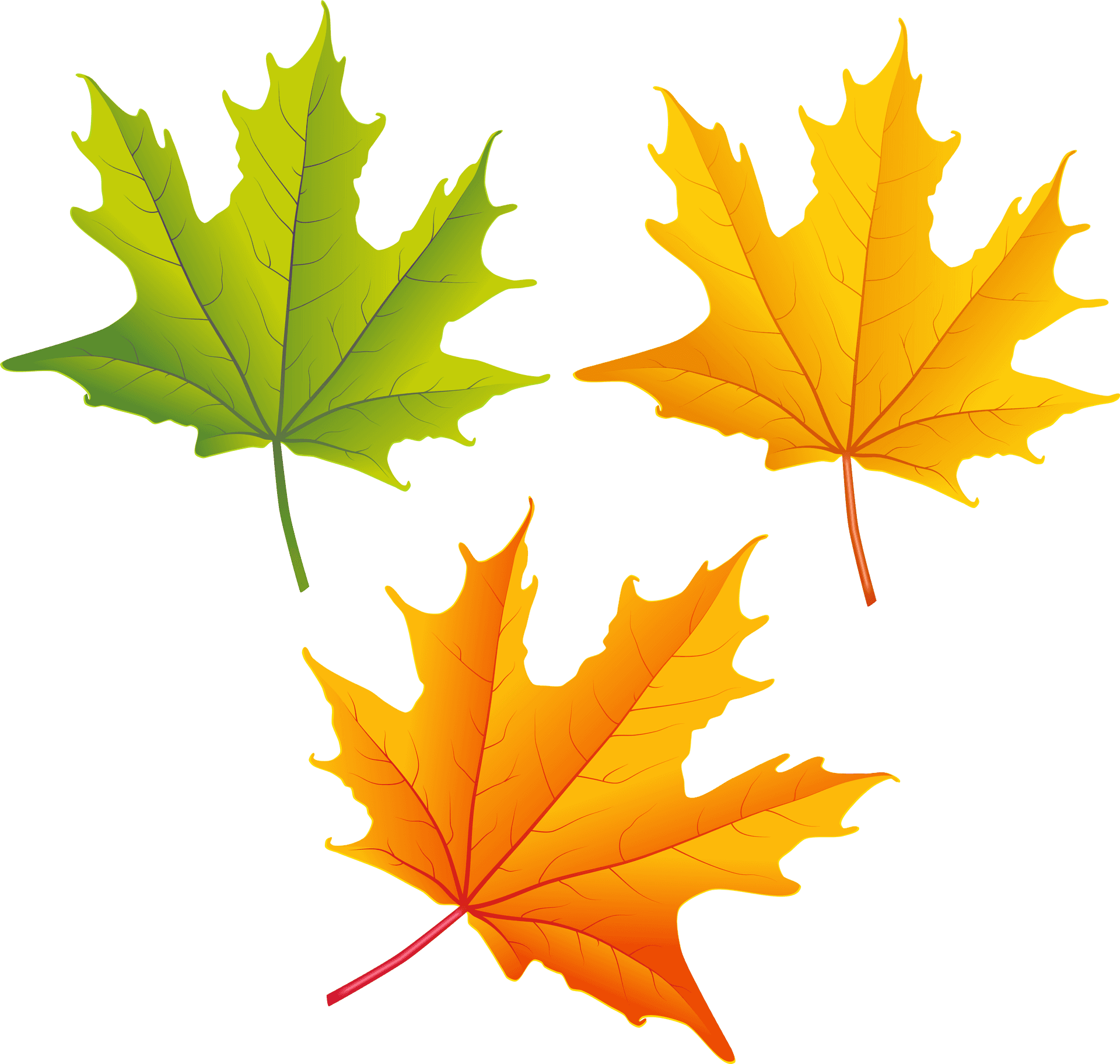 Autumn Leaves Illustration PNG Image