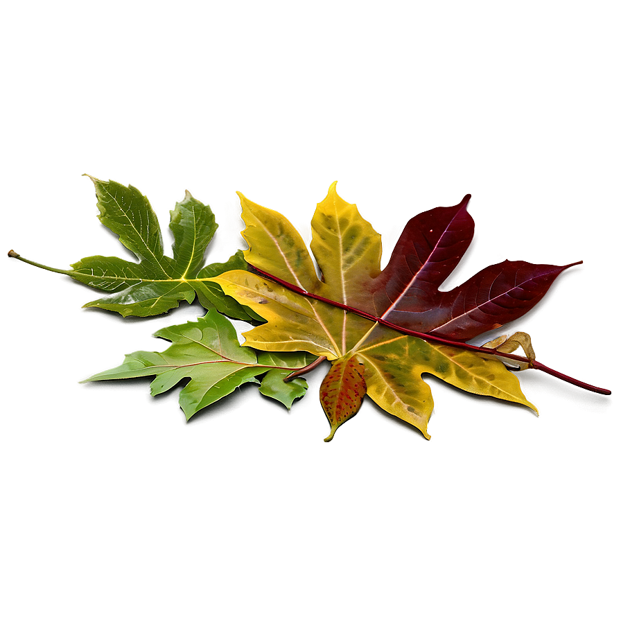 Autumn Leaves On Ground Png Xfd5 PNG Image